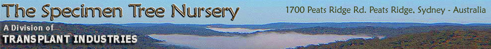 Welcome to SpecimenTreeNursery.com.au